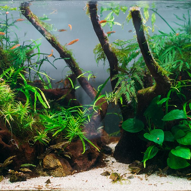 Factores bióticos y abióticos